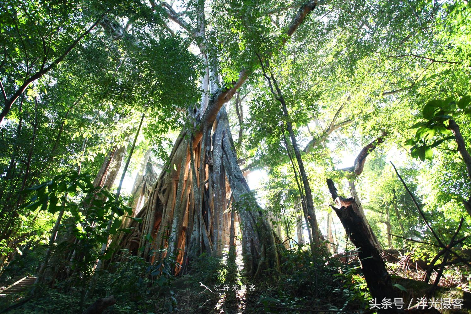 一棵树就覆盖一座国际标准足球场，这棵树是世界之最、华夏之王