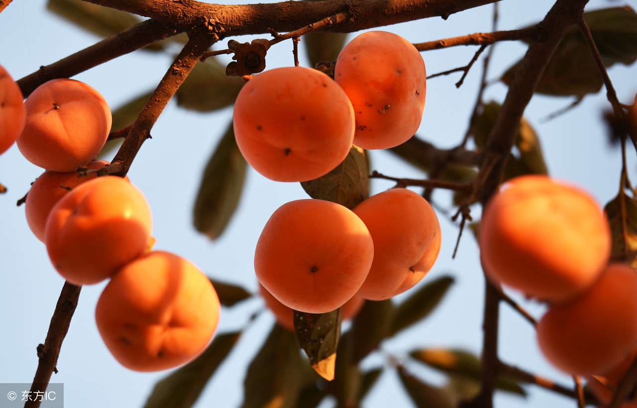柿子涩味怎么处理能吃吗,吃柿子季节到了怎样做才能不涩呢