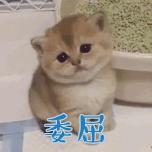 在国外护照和签证丢了怎么办,国外护照丢了怎么快速回国