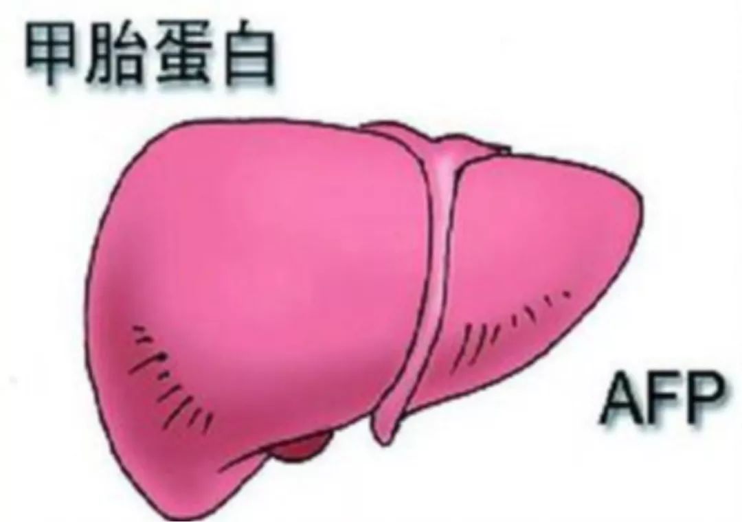 肿瘤标志物和肝癌相关标志物,妇科肿瘤标志物和女性肿瘤标志物