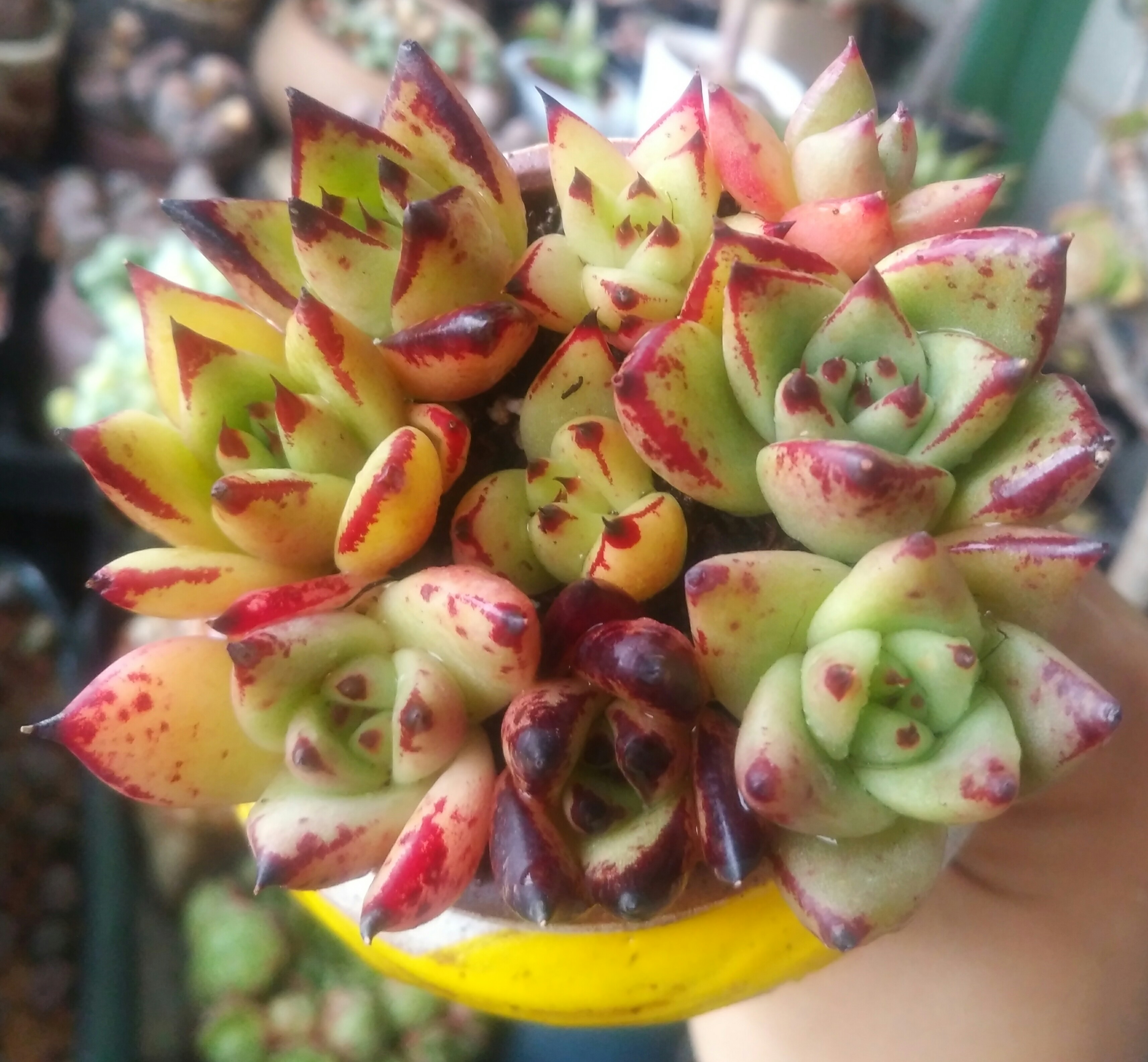 慢生活轻小说免费阅读,慢生活轻小说全集