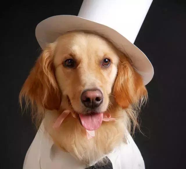 猫咪发烧检测,猫咪发烧怎么治