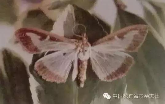 雀舌黄杨盆景的生长规律,黄杨树盆景的生长习性