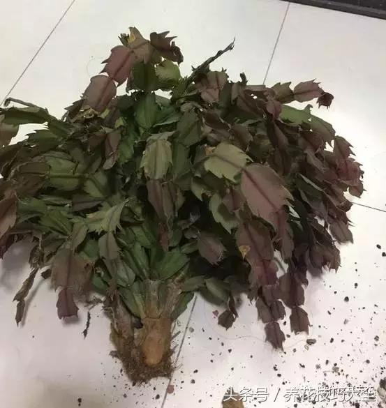 蟹爪兰长得好好的就断了怎么回事,蟹爪兰花蔫了怎么补救