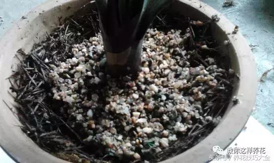 蟹爪兰长得好好的就断了怎么回事,蟹爪兰花蔫了怎么补救