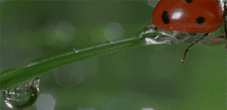 它们竟是“活农药”！一大拨可爱又烦人“花大姐”造访长春