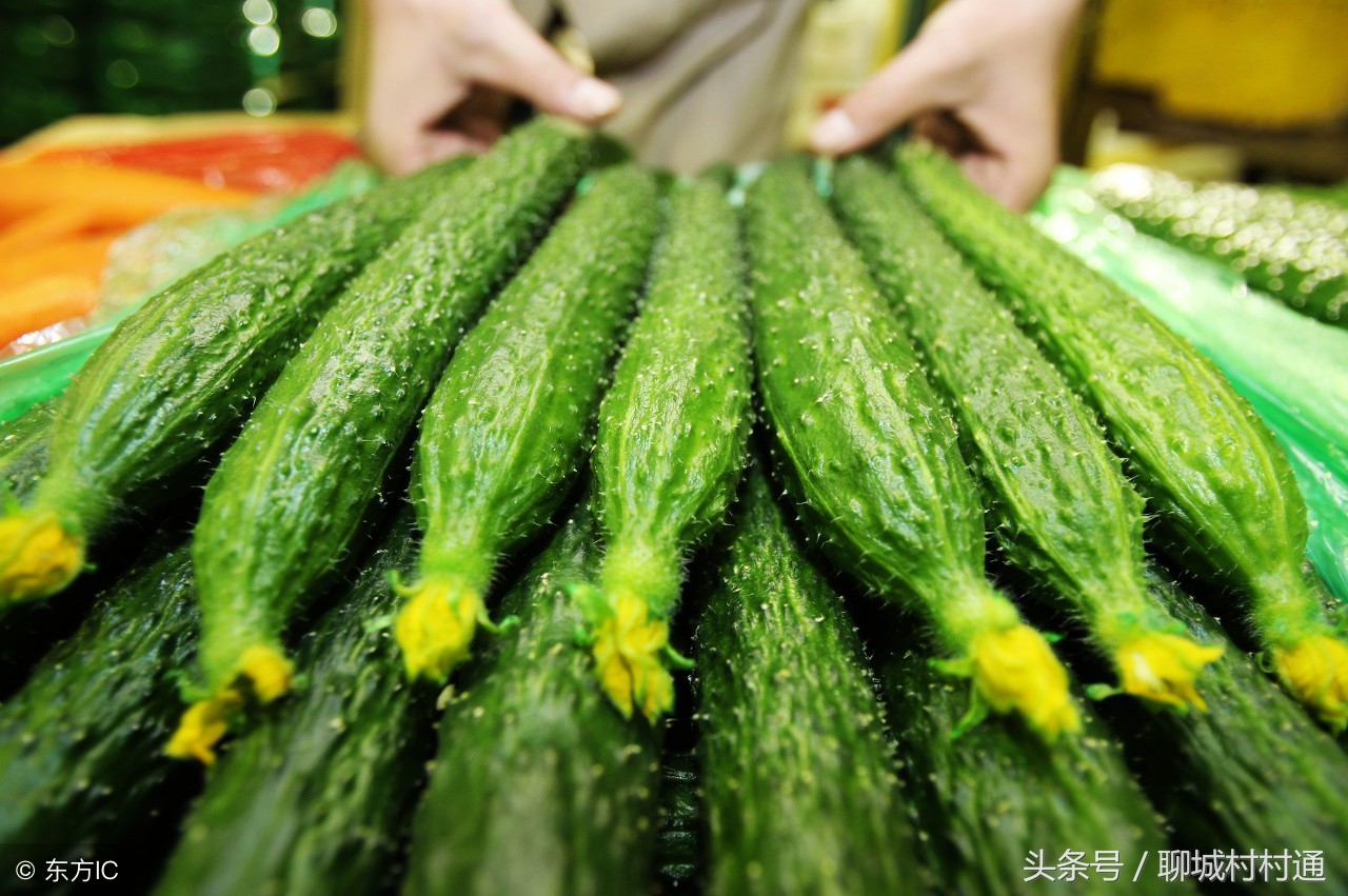 武训故里——山东聊城冠县！十大特色盘点！