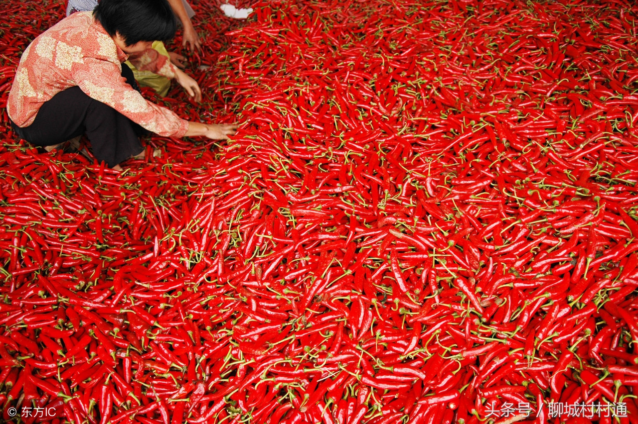 武训故里——山东聊城冠县！十大特色盘点！