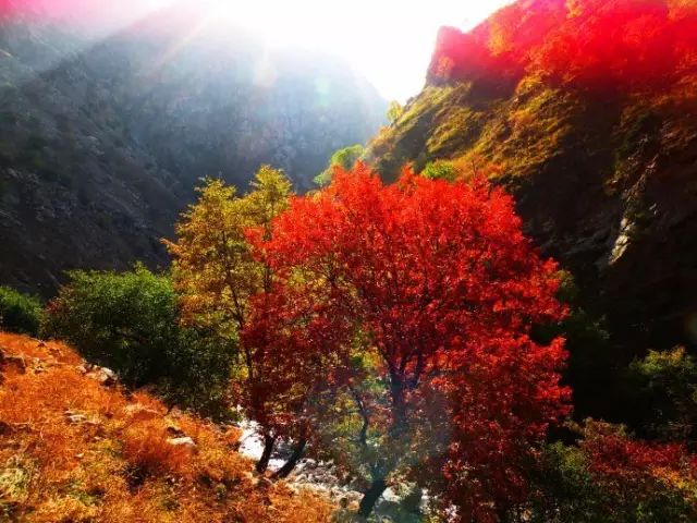 呼和浩特哪个沟秋景好,呼和浩特红石崖秋景