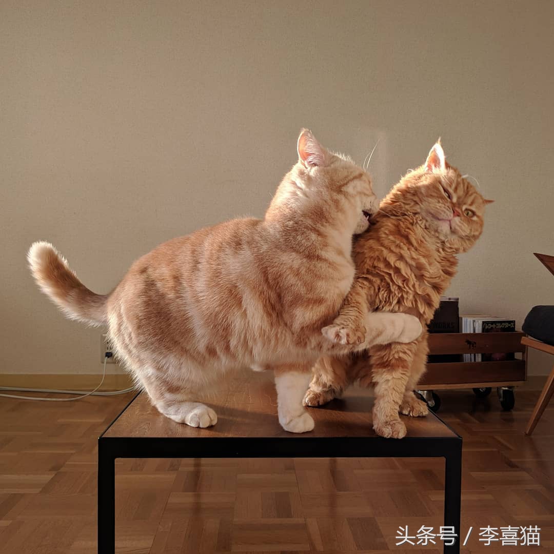 猫咪小小的脑袋大大的身子,猫咪有什么古怪的性格