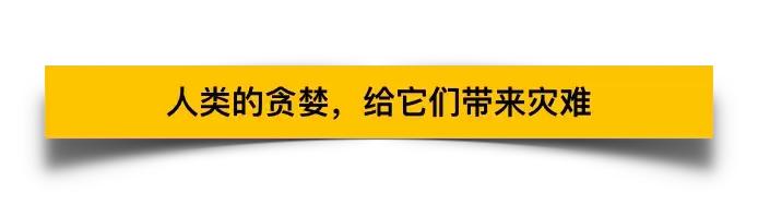 卑劣的街头喂河马,塑料袋放进河马嘴里