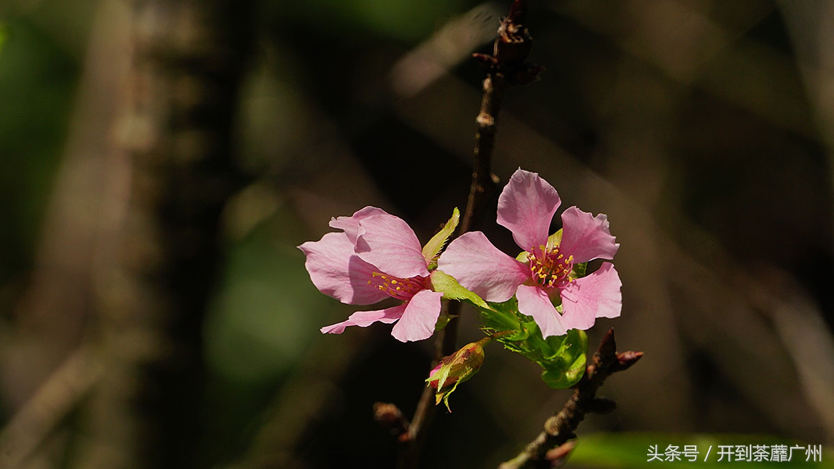 白云山樱花开了吗,白云山樱花盛开