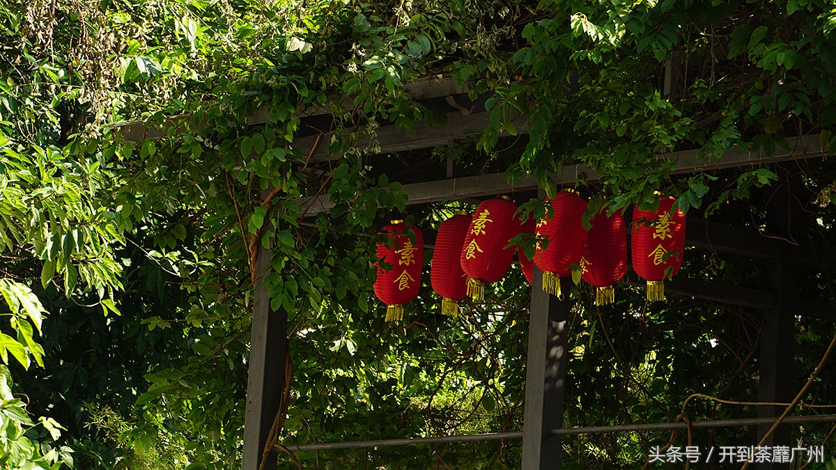 白云山樱花开了吗,白云山樱花盛开