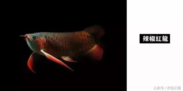 龙鱼的几个品种介绍图,各个品种的龙鱼图片