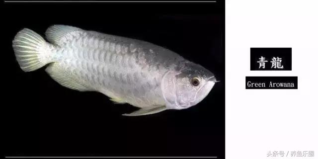 龙鱼的几个品种介绍图,各个品种的龙鱼图片