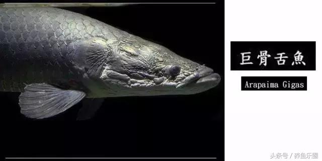 龙鱼品种大全图解,龙鱼到底是什么品种的鱼