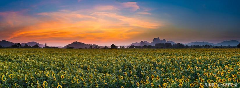 不去普罗旺斯和柬埔寨,千元飞到泰国看最美向日葵田和高棉遗址
