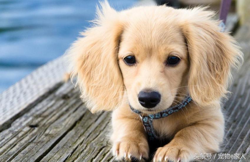 为什么给狗狗做体外驱虫,为什么给狗狗驱虫了还是频繁挠痒