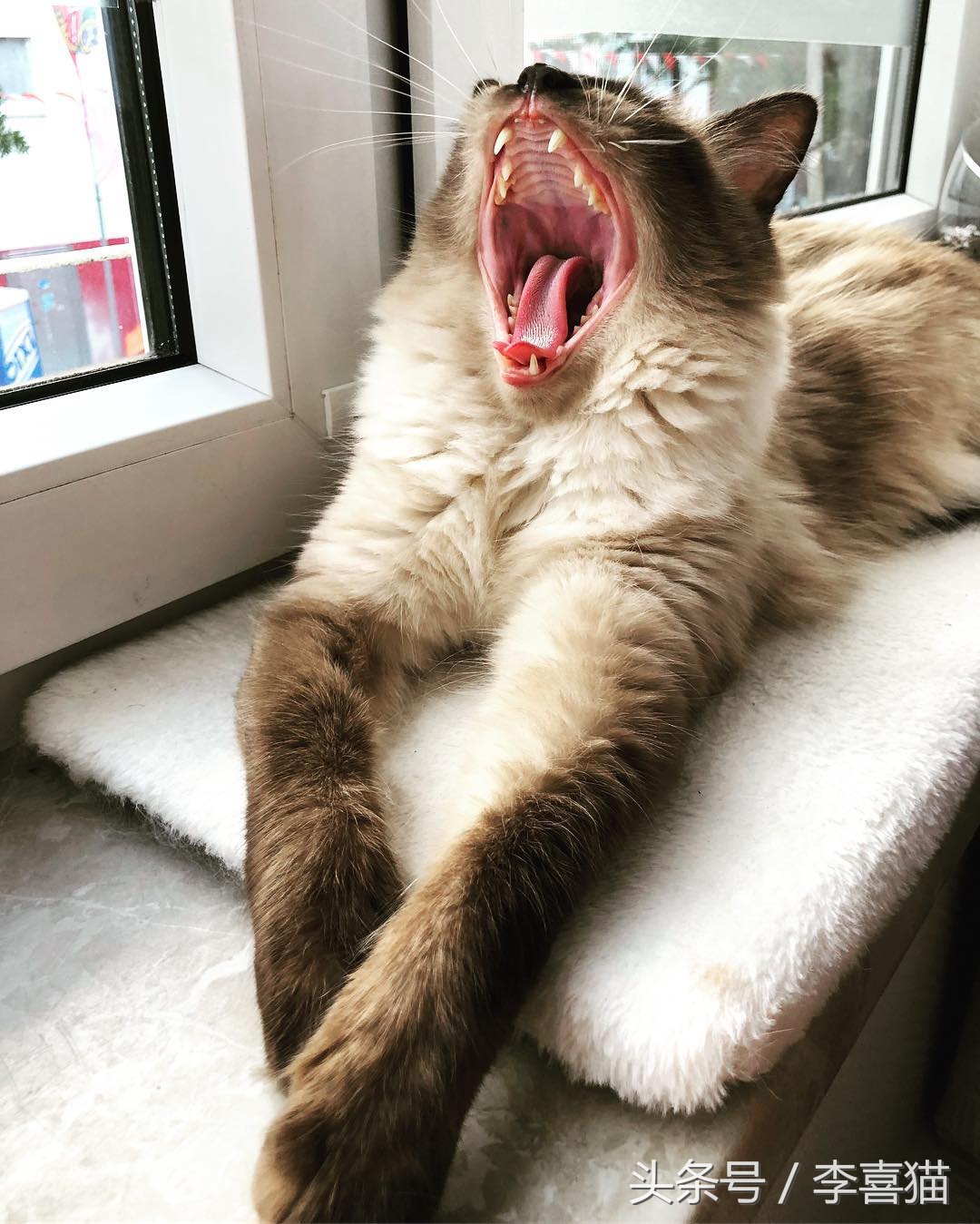 猫咪像狗一样吐舌头正常吗,猫咪怎么像狗一样吐舌头