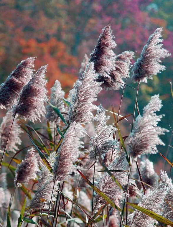 秋风起芦花飞起满天霜,诗词鉴赏秋风起芦花飞