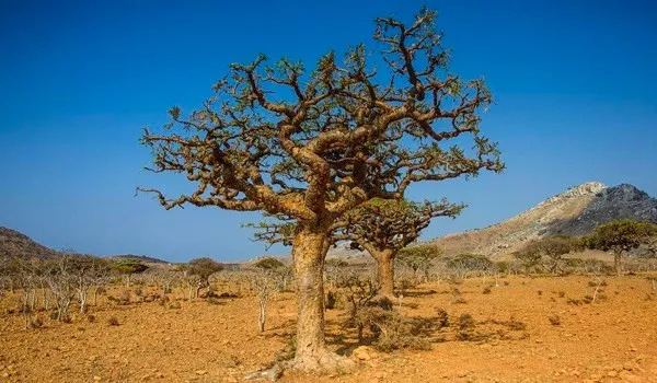 想脸更紧致一点做什么医美,想脸上皮肤好要做什么