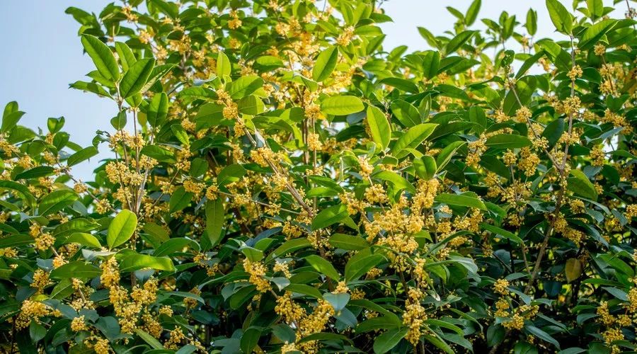 桂花香，残荷，银杏，宁波的秋天