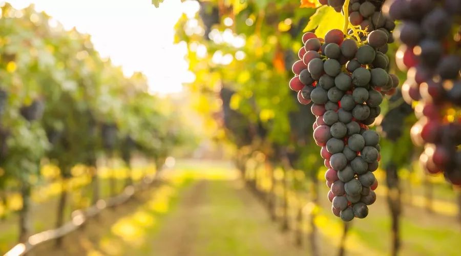 桂花香，残荷，银杏，宁波的秋天