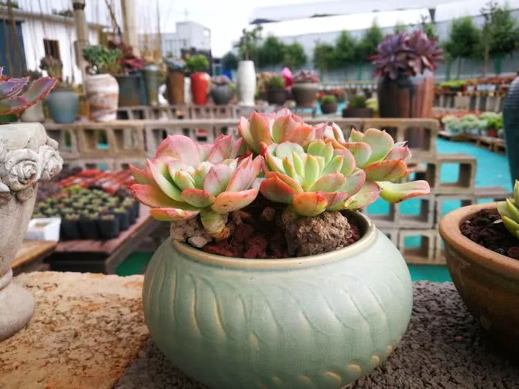 清茶淡话悟人生，一园美肉品生活！