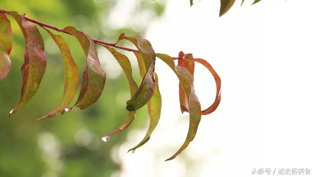 秋自寒露意正渐浓，她把传统节气过出仪式感！