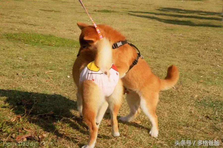 公边牧发情期可以做绝育手术吗,公犬发情期除了绝育还有什么办法