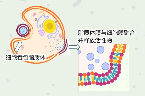 脂质体有哪些特殊应用,脂质体技术在护肤品中的应用