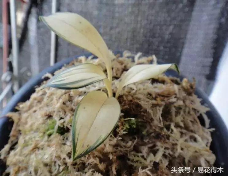 什么兰花叶子是兔耳兰,最值得推荐的寒兰兰花品种