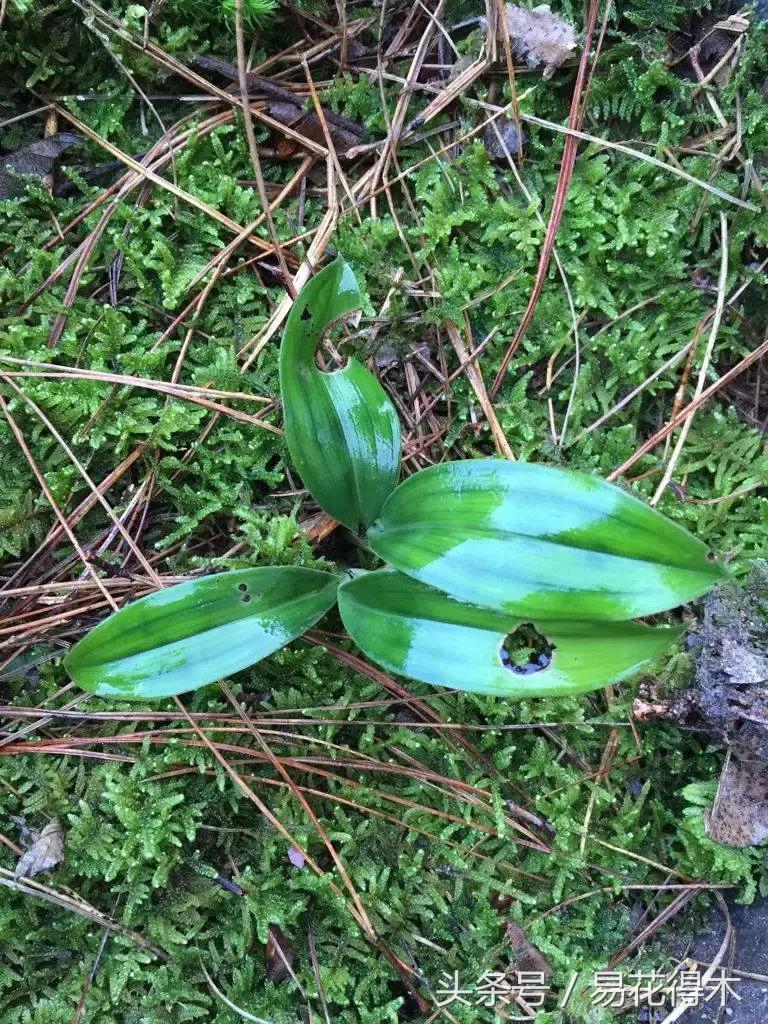 兔耳兰野生兰花什么时候开花,文山州兔耳兰展上的精品兰花