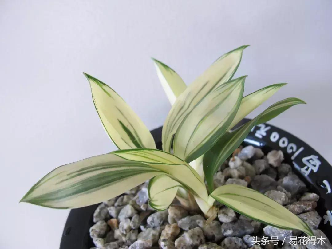 兔耳兰珍稀品种花,什么兰花叶子是兔耳兰