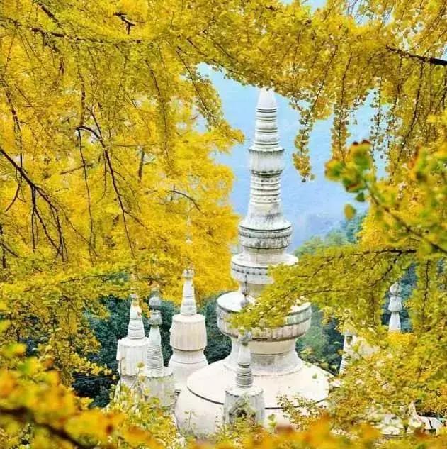 最佳银杏观赏地是哪儿,银杏观赏地点在哪里