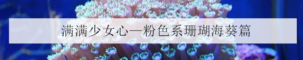 鱼缸里的鬼畜担当—海百合