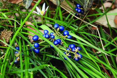 中草药麦门冬,中药材麦门冬产地