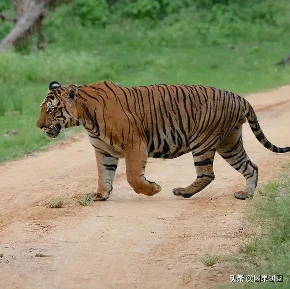 虎王拉贾孩子,虎王拉贾儿子怎么死的