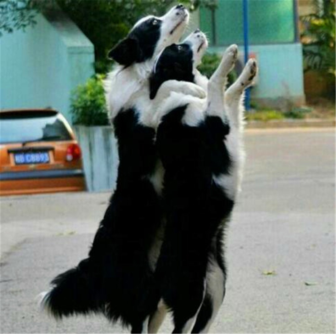 边牧不听话教你几招正确训犬方法,边牧被主人打后记仇吗为什么