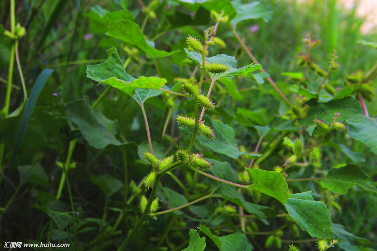 中药材苍耳子收购价格,中药材苍耳子的讲解