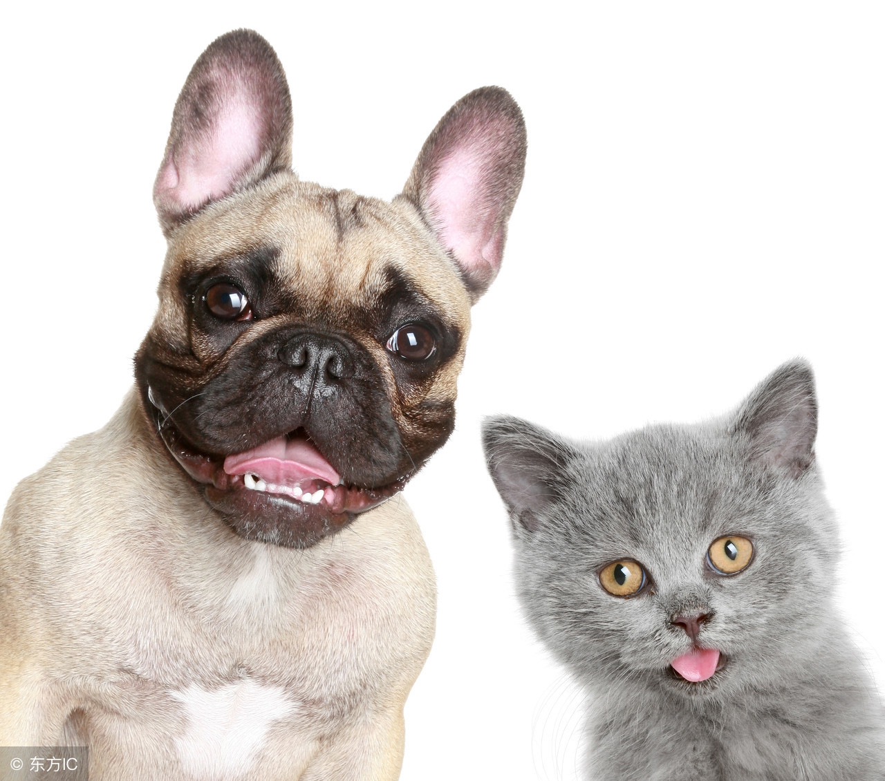 狗狗上床拉屎怎么办,如何让狗狗快速小便