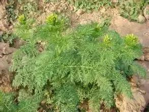 草田杂草实图及名称,地里的野菜不认识拍照片怎么查