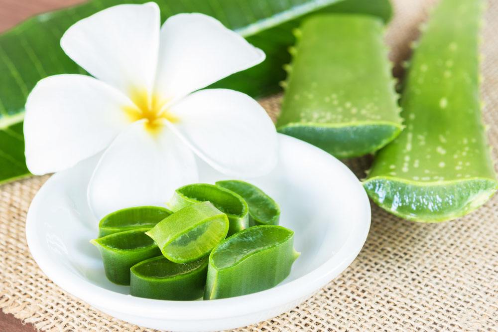 芦荟可以生吃吗对身体没有害处吗,芦荟可以吃吗有什么害处吗