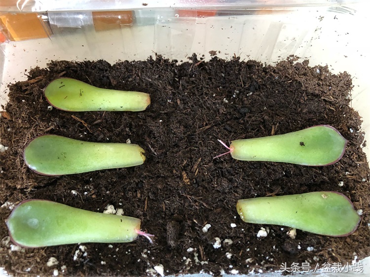 养多肉养出青苔怎么办,养多肉生根后的状态