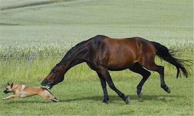 泰迪对主人吠叫,泰迪狗狗乱叫扰民怎么办