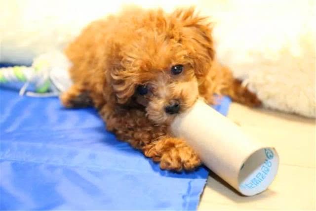 泰迪对主人吠叫,泰迪狗狗乱叫扰民怎么办