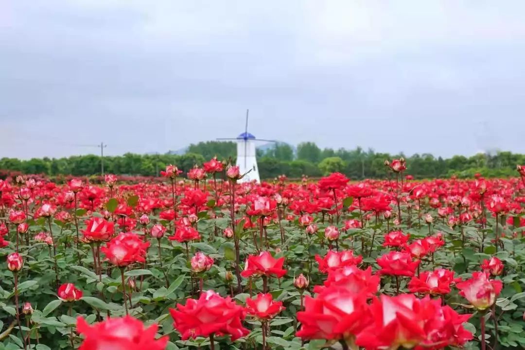 富阳最强的几个镇,富阳厉害吗