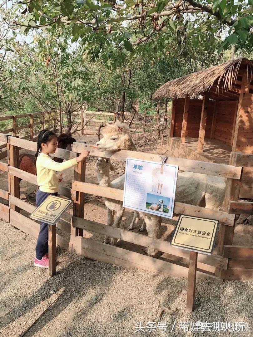 金海湖风景区有啥特点,金海湖风景区有什么玩的