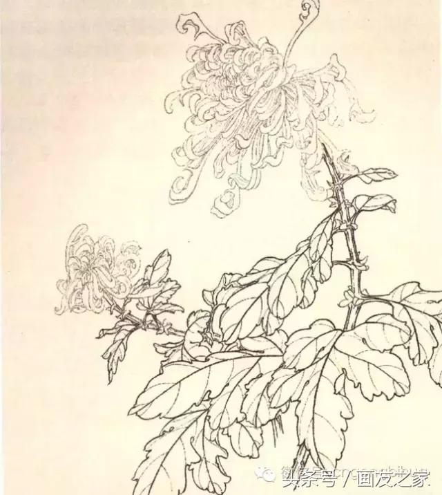 国画工笔菊花的画法视频,线描菊花画谱
