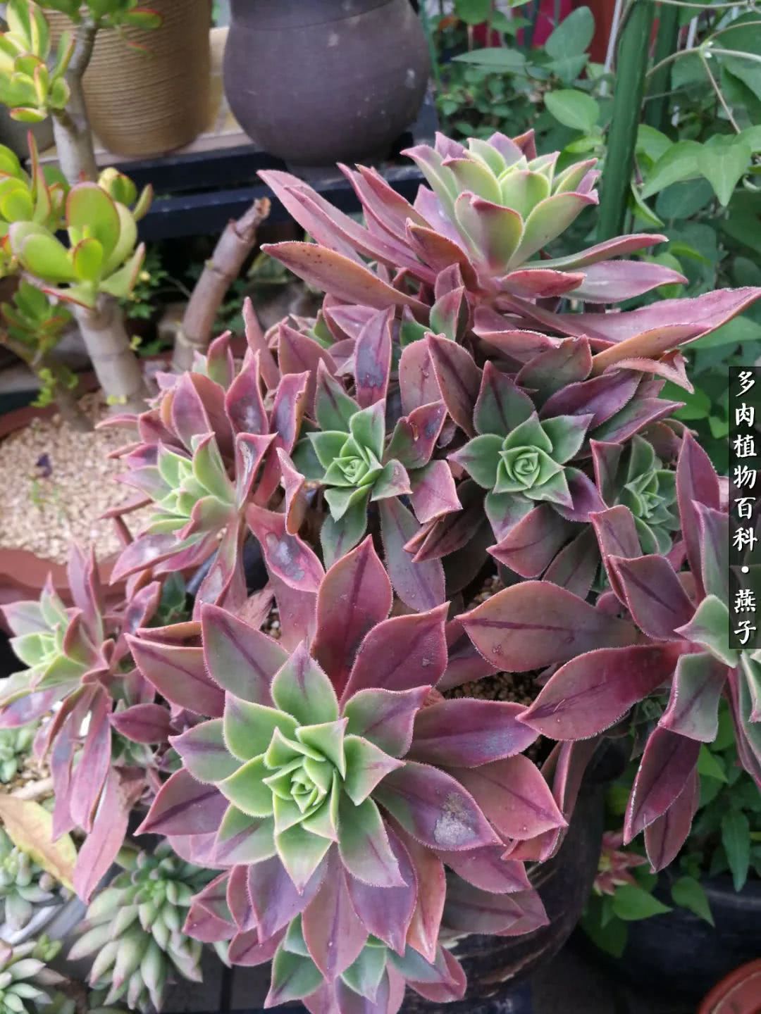 多肉法师什么季节摘心最好,多肉法师全锦好吗